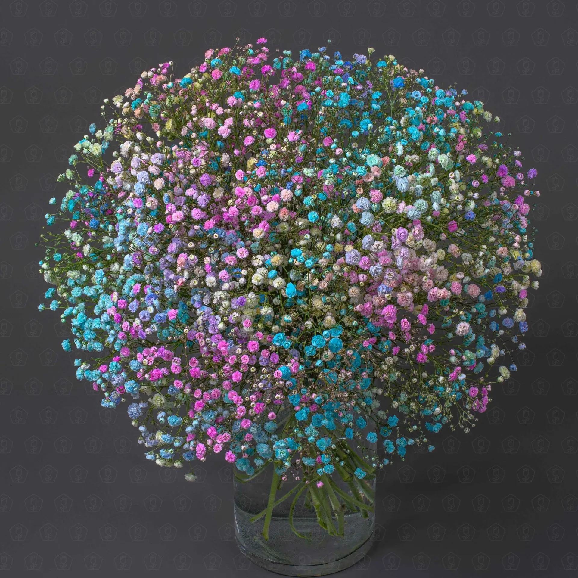 Гипсофила (Крашенная)