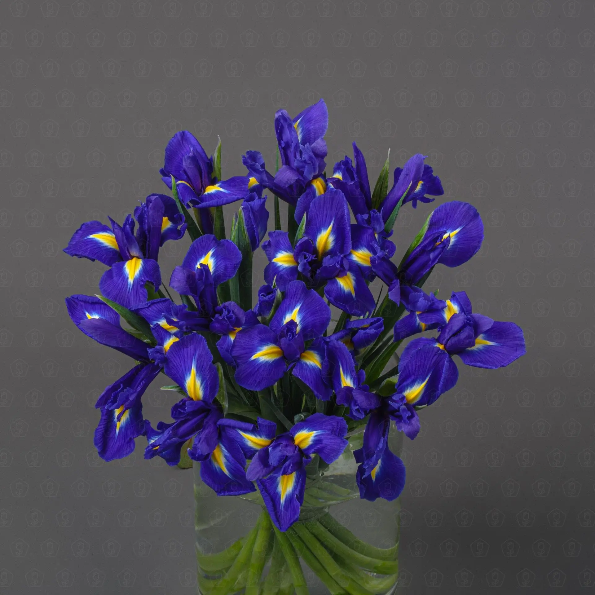 Ирис (Синий) Ирис (Синий)