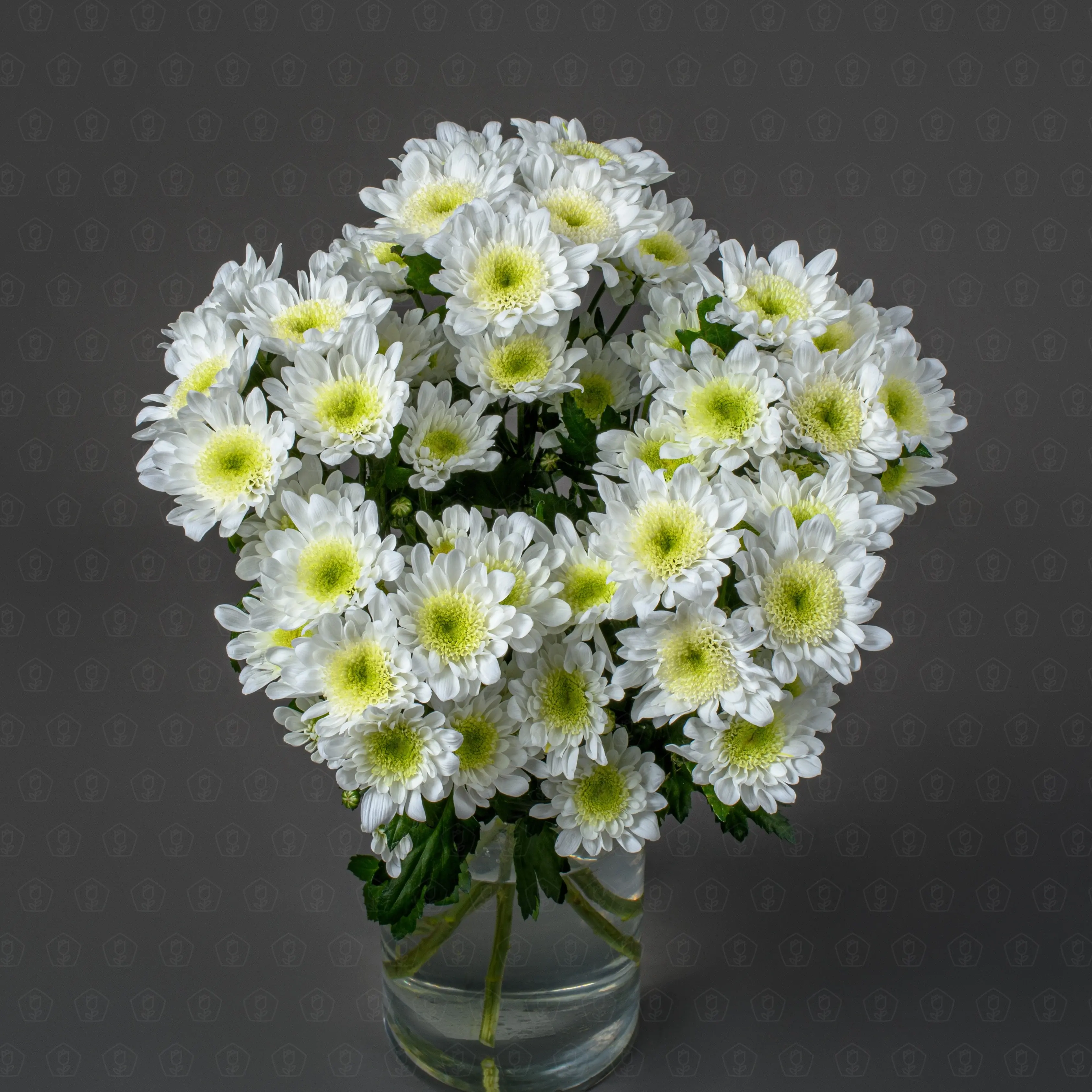 Хризантема кустовая (Радость)