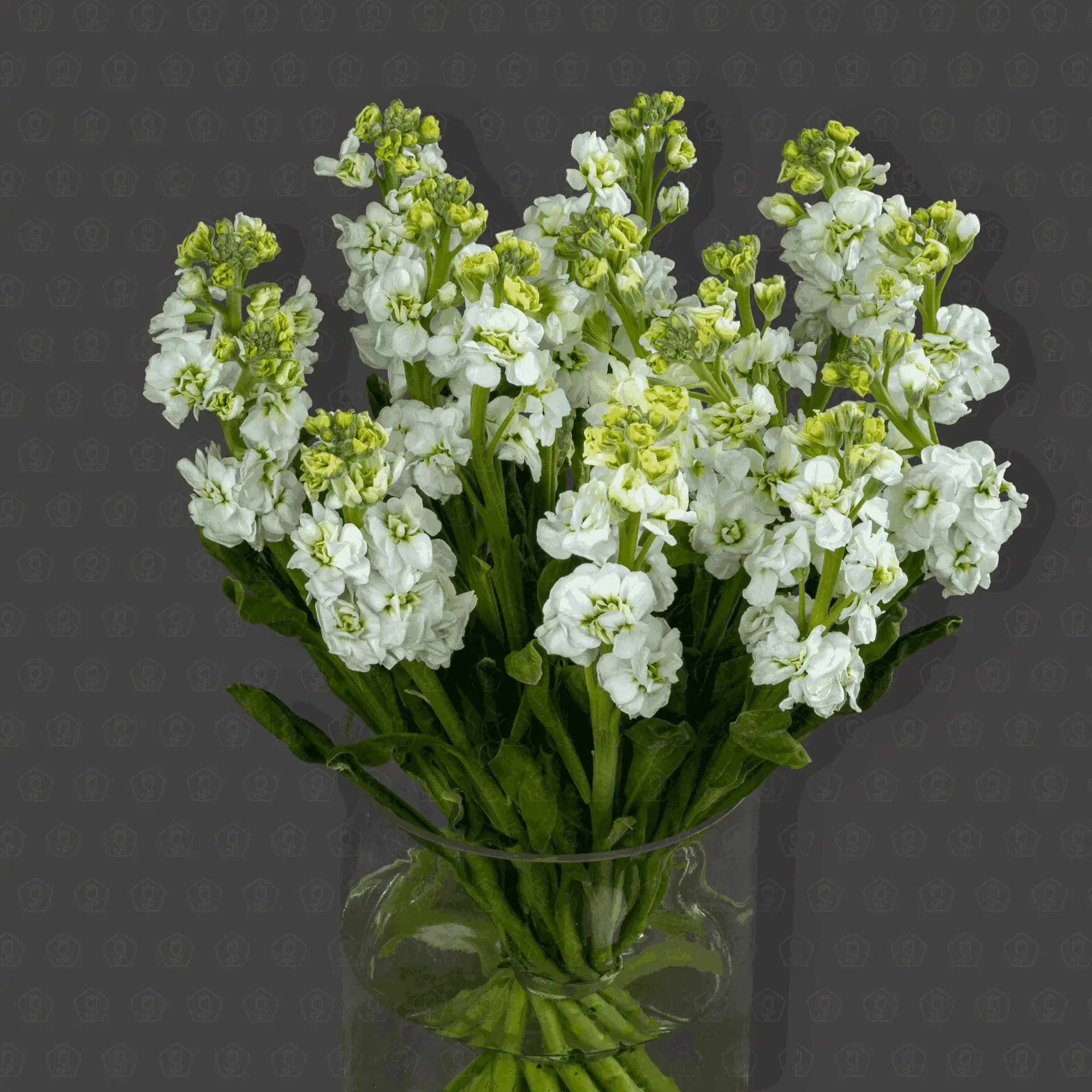 Маттиола (Белая)
