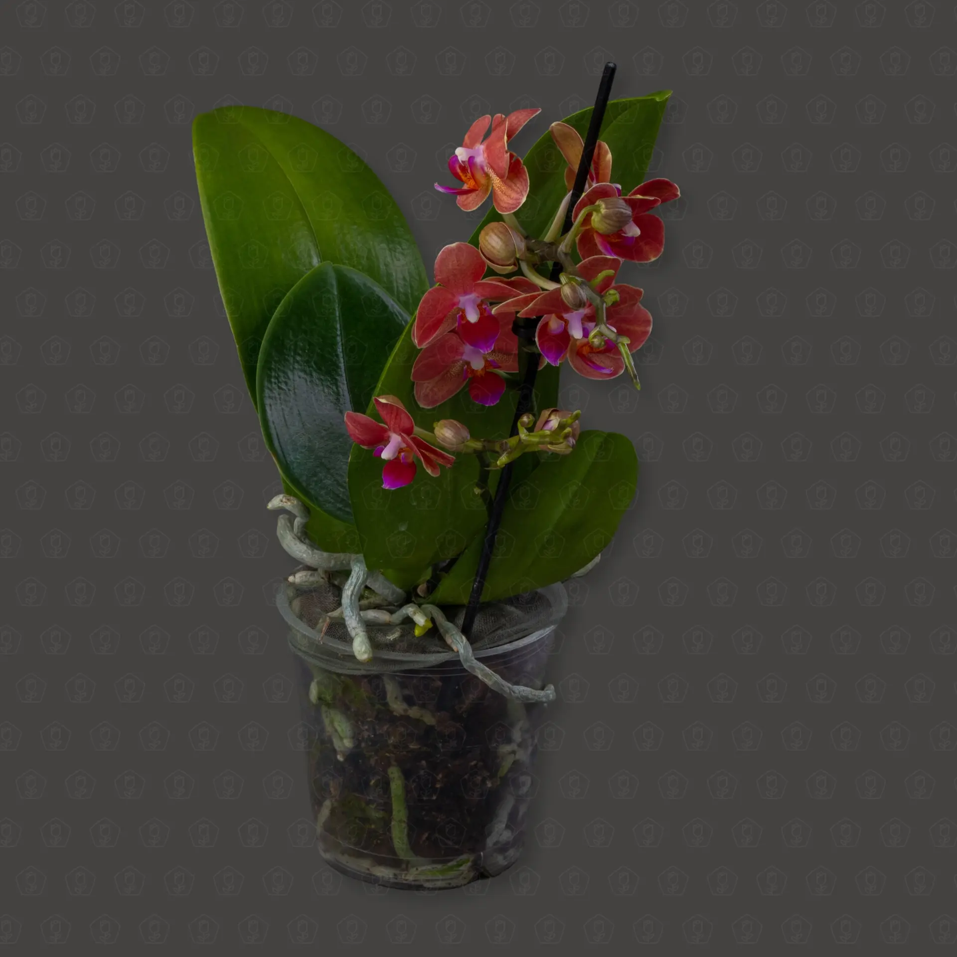 Фаленопсис 1 ст d12 h40 (бордовый)