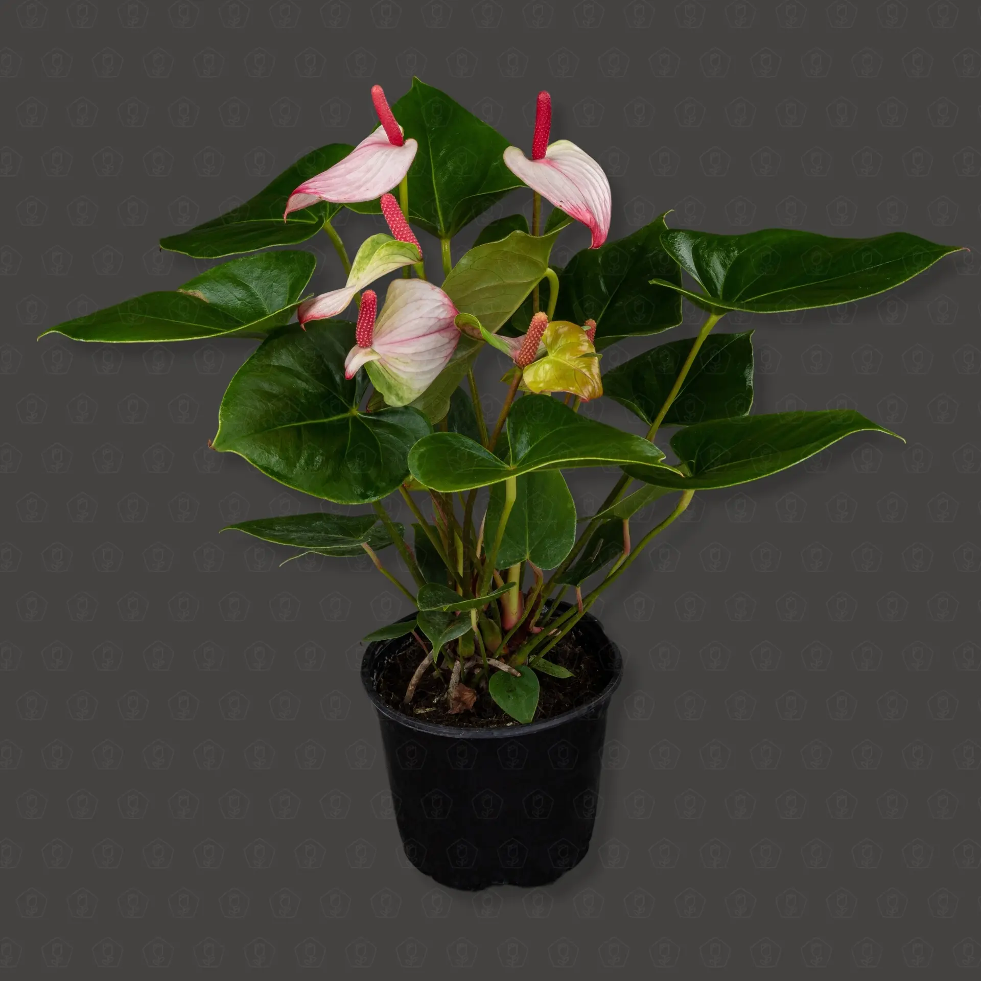 Антуриум  Ред Липстик d14 h40