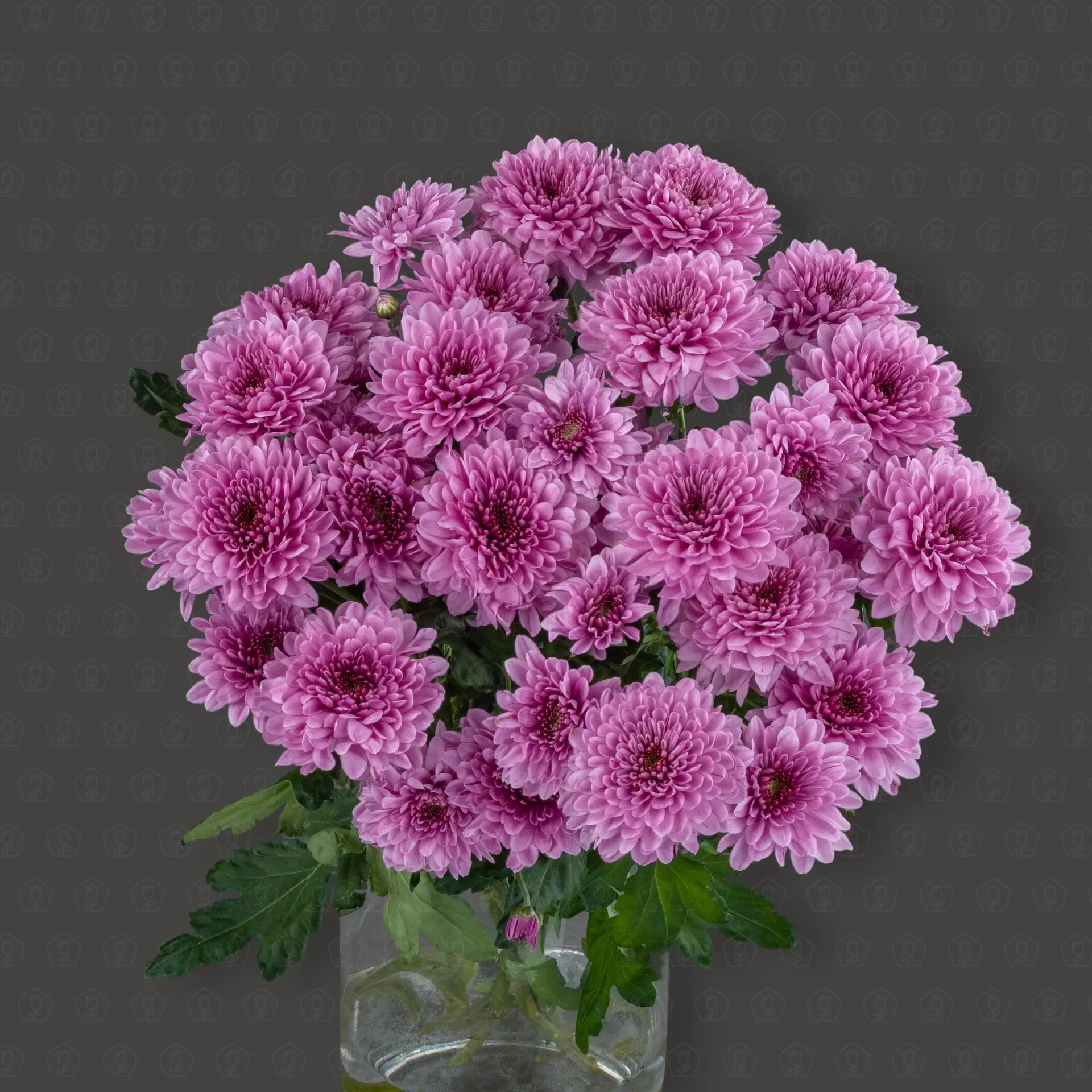 Хризантема кустовая (Фабиен)