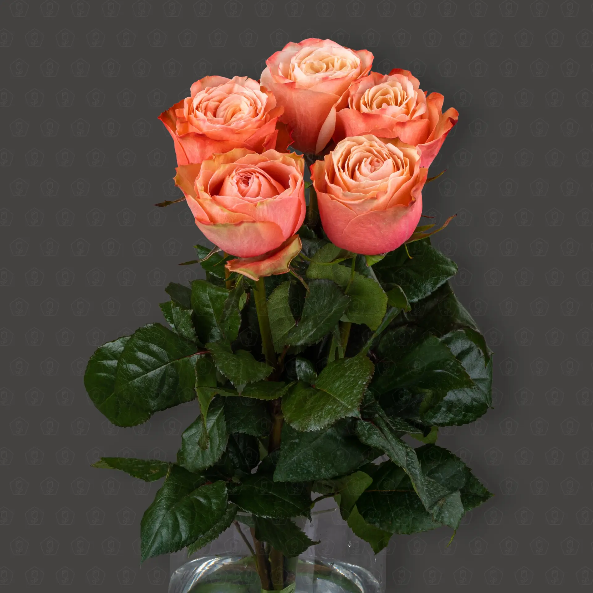 Роза Эквадор 50 см. пионовидная (Кахала)