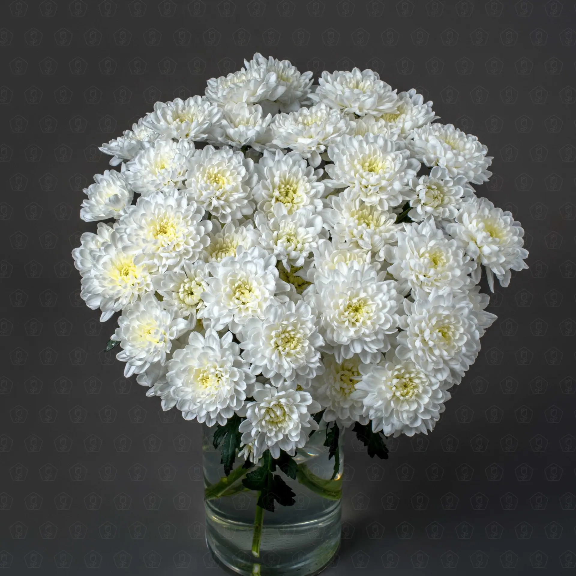 Хризантема кустовая (Алтай)