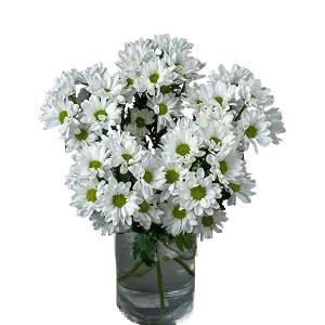 Хризантемы | ГЛАВЦВЕТТОРГ