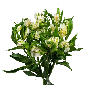 Альстромерии | ГЛАВЦВЕТТОРГ 