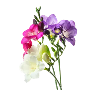 Фрезии | ГЛАВЦВЕТТОРГ 