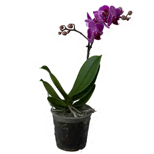 Орхидеи | ГЛАВЦВЕТТОРГ 