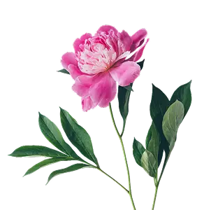 Пионы | ГЛАВЦВЕТТОРГ 