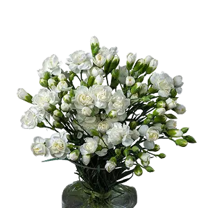 Гвоздики | ГЛАВЦВЕТТОРГ 