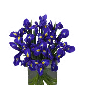 Ирисы | ГЛАВЦВЕТТОРГ 