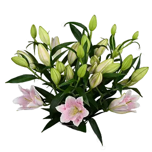 Лилии | ГЛАВЦВЕТТОРГ 