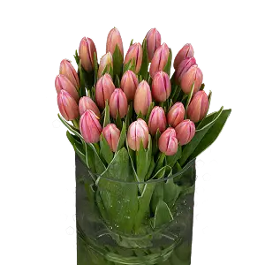 Тюльпаны | ГЛАВЦВЕТТОРГ 