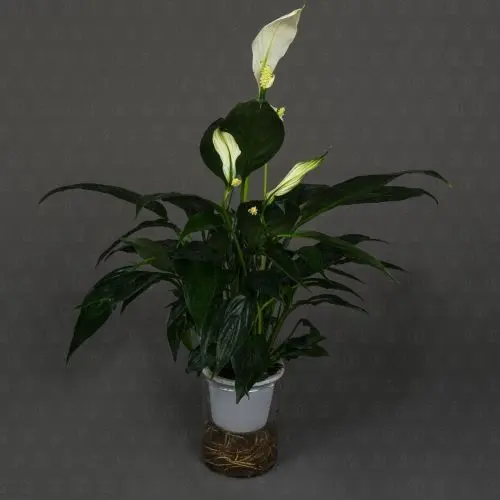 Спатифиллум Блэк 12/40