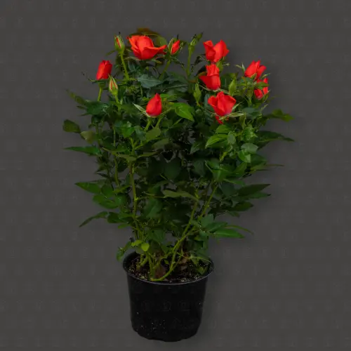 Роза Кордана (Оранжевая)