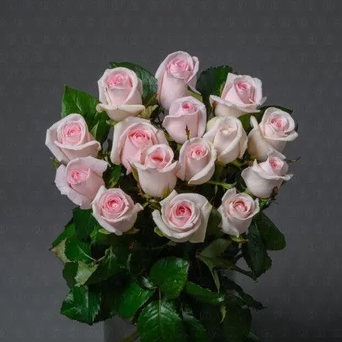 Роза Россия 50 см. (Свит Ревиваль)