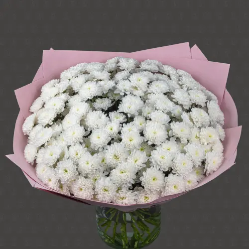 Акция! 25 кустовых хризантем Алтай с оформлением Премиум