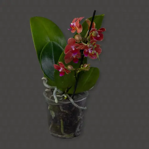 Фаленопсис 1 ст d12 h40 (бордовый)