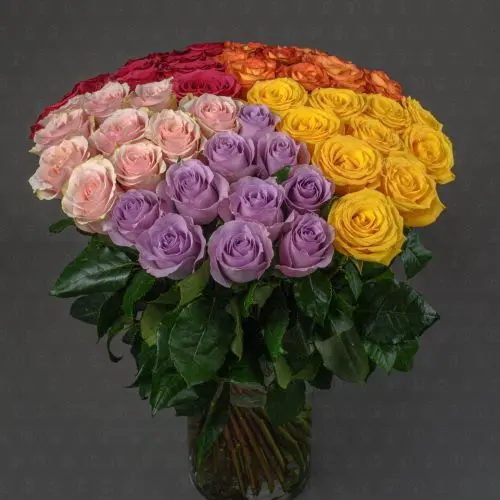 Роза Эквадор 50 см. (МИКС)