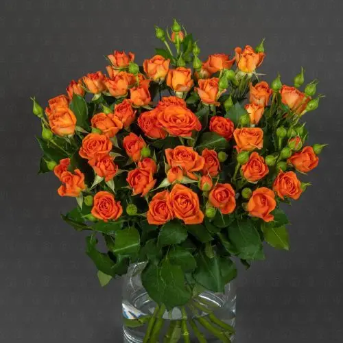 Роза кустовая 50 см. (Оранжевая)