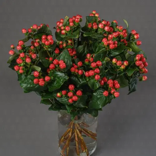 Гиперикум (Красный)