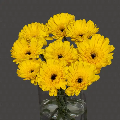 Гербера (Олимпик Голд)