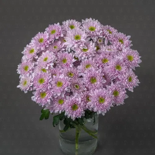 Хризантема кустовая (Коммандер Пинк)