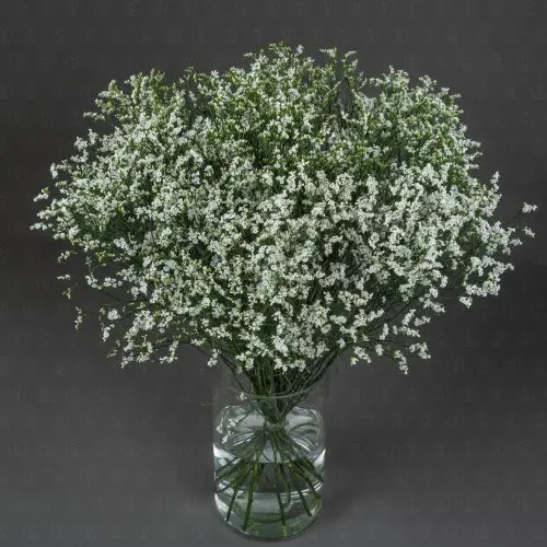 Лимониум (Белый)