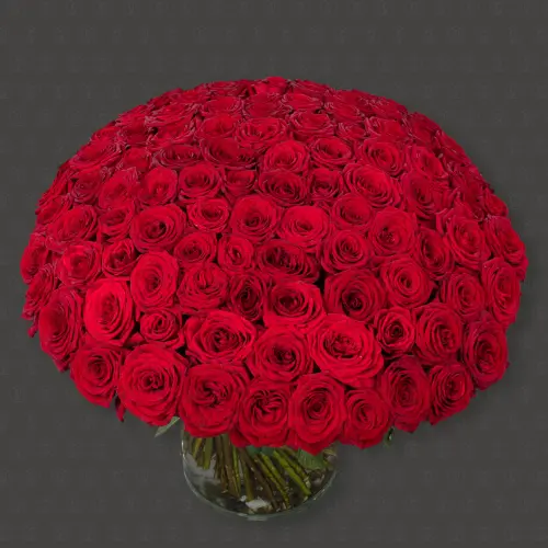 101 Роза Россия 50 см. "Красная буря"