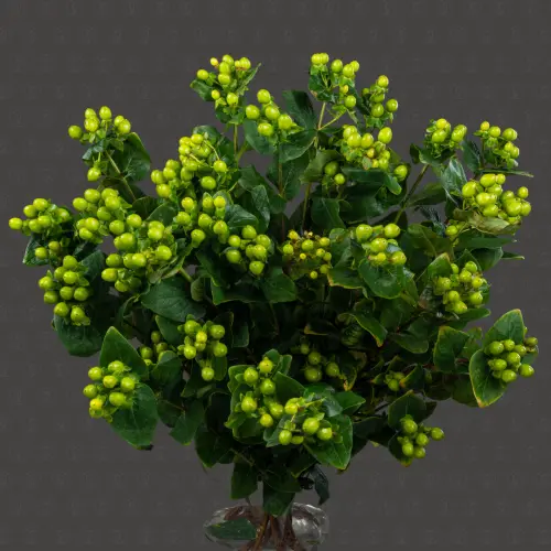 Гиперикум (Зеленый)