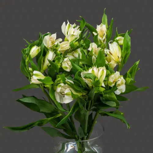 Альстромерия (Белая)