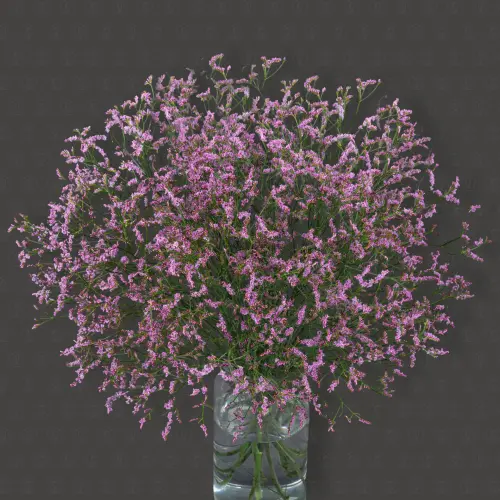 Лимониум (Розовый)