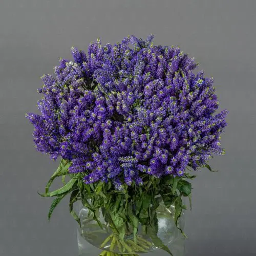 Вероника (Сиреневая)