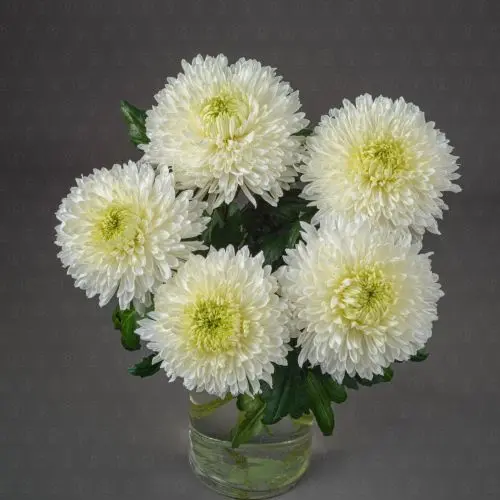 Хризантема одноголовая (Магнум)