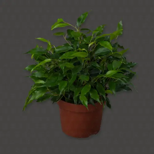 Фикус Кинки Грин d12 h30