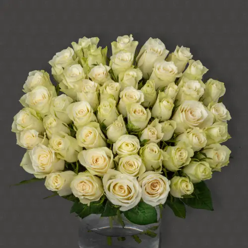 51 Роза Кения 40 см. "Белые ночи"