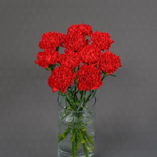 Гвоздика одноголовая (Красная)