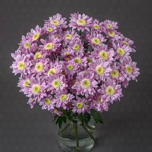 Хризантема кустовая (Серенити Свит) Хризантема кустовая (Серенити Свит)