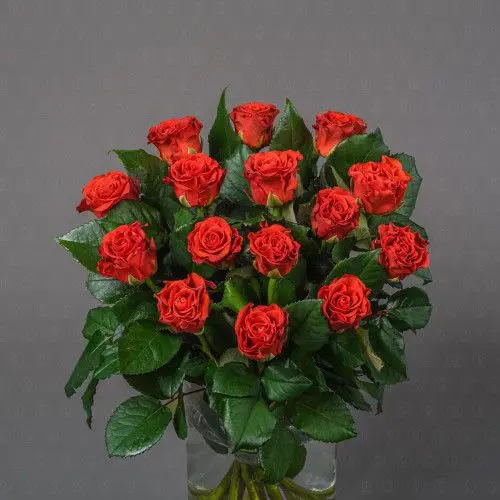 Роза Россия 50 см. (Эль Торро)