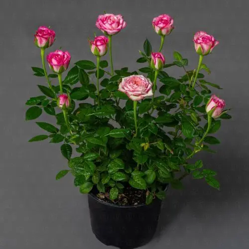 Роза Кордана (Розовая)