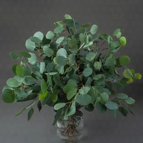 Зелень Эвкалипт Популус (банч)