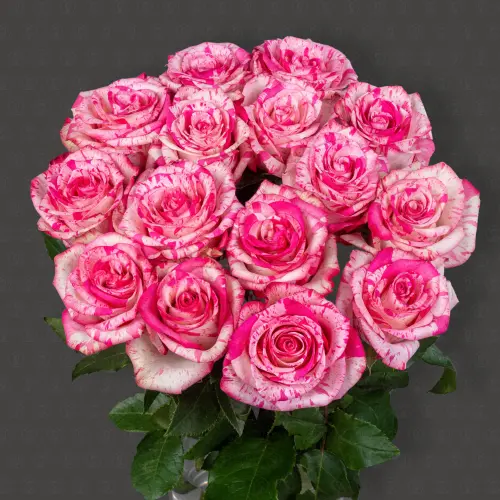 Роза Эквадор 50 см. (Мэджик Таймс)