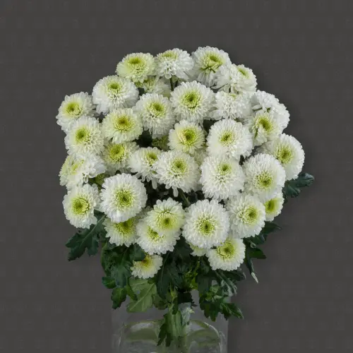 Хризантема кустовая (Альбарино)