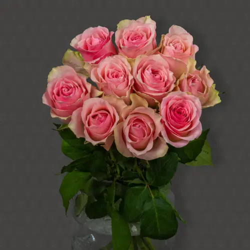 Роза Кения 40 см. (Светло-розовая)