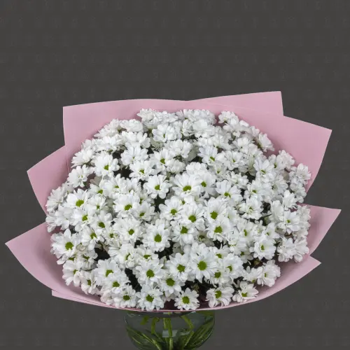 Акция! 25 Кустовых хризантем Чик с оформлением Премиум