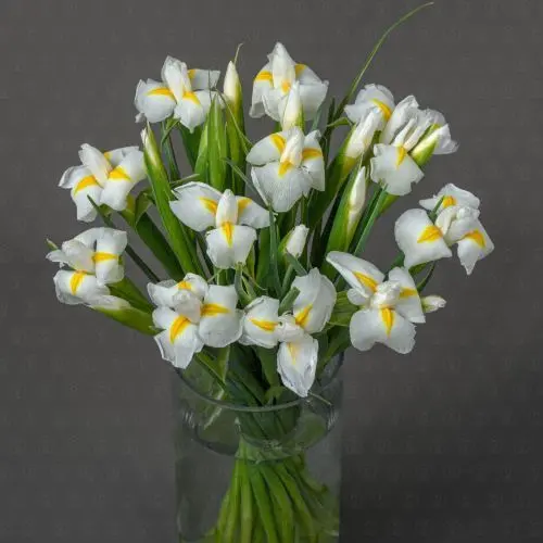 Ирис (Белый)