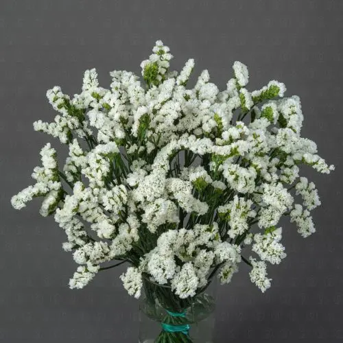 Статица (Белая) Статица (Белая)