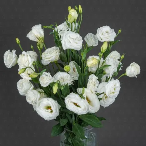 Эустома (Белая)