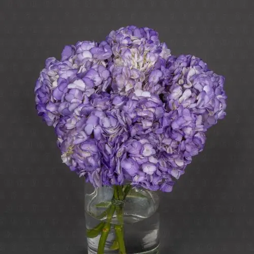 Гортензия (Фиолетовая)